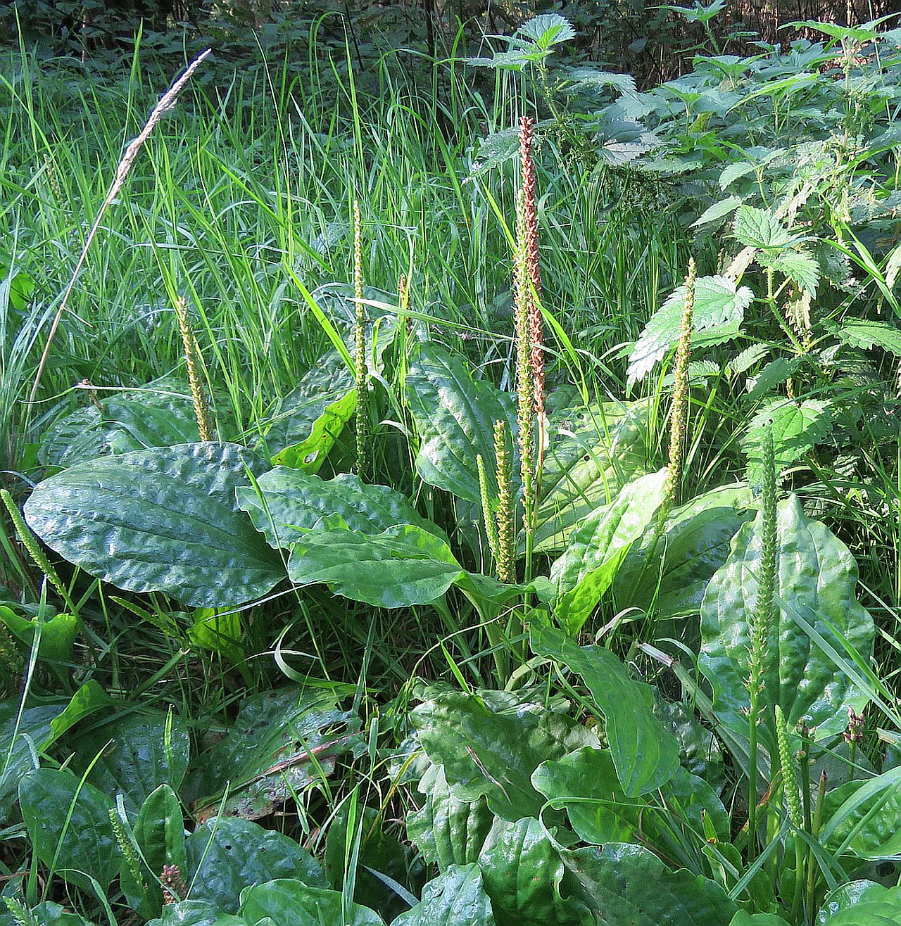  Greater plantain